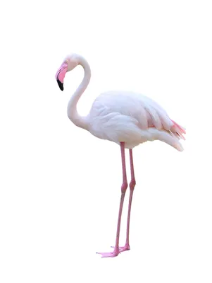 Сотни фламинго и пеликанов проводят лето на Тузловских лиманах | Новости  Одессы