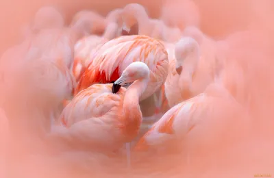 группа розовых фламинго под деревьями птицы шея элегантный Фото Фон И  картинка для бесплатной загрузки - Pngtree