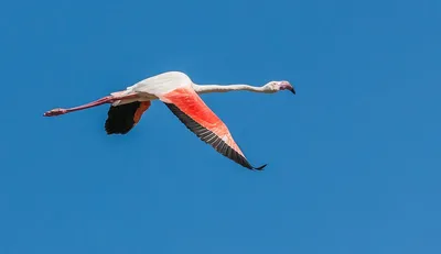 Картина на холсте розовый фламинго птицы природа (2) 50х70 см - купить по  низкой цене в интернет-магазине OZON (1162982179)