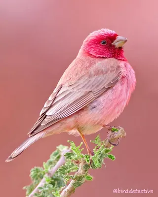 Розовые птицы - картинки и фото poknok.art