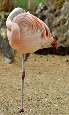 Розовые птицы (39 фото) - красивые фото и картинки pofoto.club