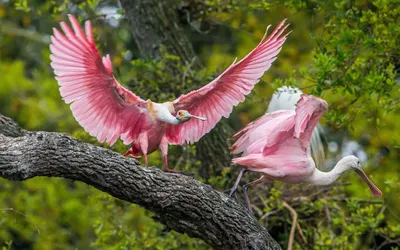 Красная книга Тюменской области: розовый пеликан