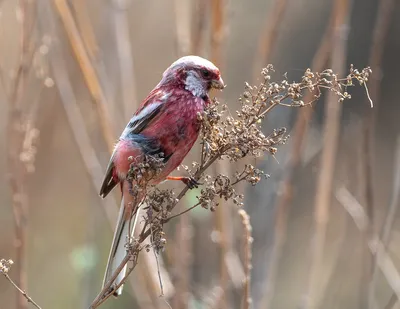 Маленькая розовая птичка | Пикабу