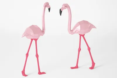 Розовый фламинго: фото и картинки птицы, описание