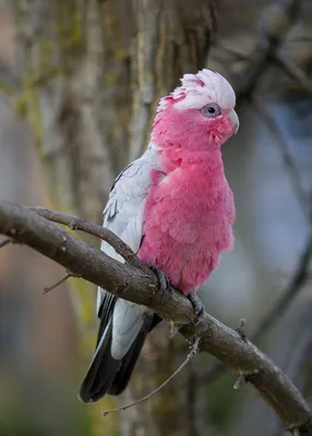 Шторы с фотопечатью \"Розовые птицы\" из сатена, 290х265 см - купить в  joy-joy, цена на Мегамаркет