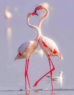 В нацпарк на Одесчине наведались розовые фламинго | Новости Одессы