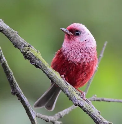 Птицы с розовым оперением - 78 фото