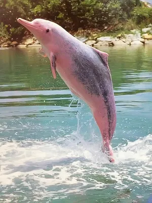Рыба-Барби»: в США засняли редкого розового дельфина - Питомцы Mail.ru