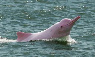 Розовый дельфин в воде» — создано в Шедевруме