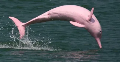 В Луизиане найден уникальный розовый дельфин. | OUTLOOK