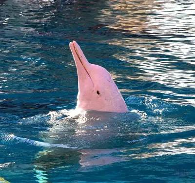Чудо природы: редкий розовый дельфин - Рамблер/новости
