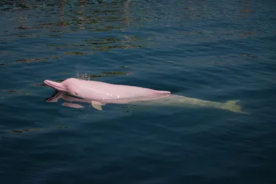 Онлайн пазл «Розовый дельфин»