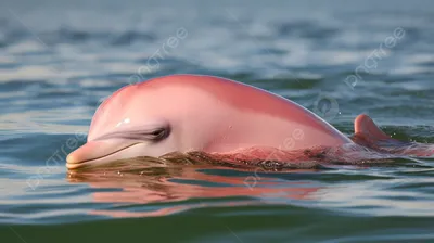 Новости - В Черном море туристов сопровождает розовый дельфин-мутант •  Честное Пенсионерское