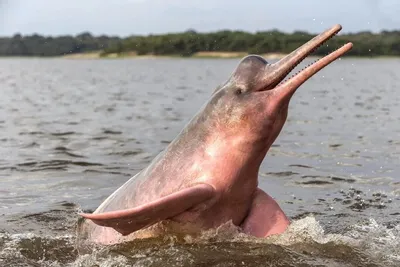 Рыбаки сняли встречу с розовыми дельфинами