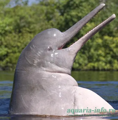 Розовый дельфин плавает на реке …» — создано в Шедевруме