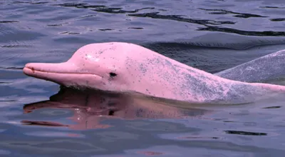 Купить Фольгированный шар \"Розовый дельфин\" в Красноярске с доставкой |  АйдаШарик