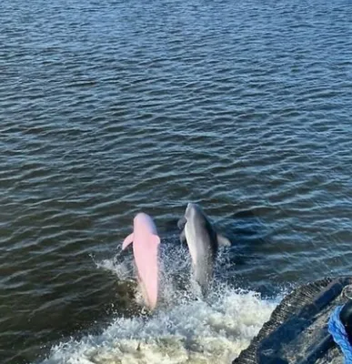 Розовый дельфин» — создано в Шедевруме