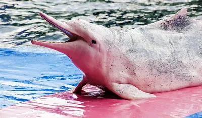 Розовый дельфин-ещё одна тайна нашей планеты. | Странная Земля | Дзен