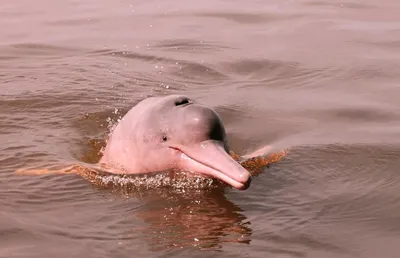 Розовый дельфин стоковое изображение. изображение насчитывающей цвет -  59693893