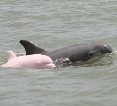 Где обитает розовый дельфин? | Ответ на вопрос | QuizzClub