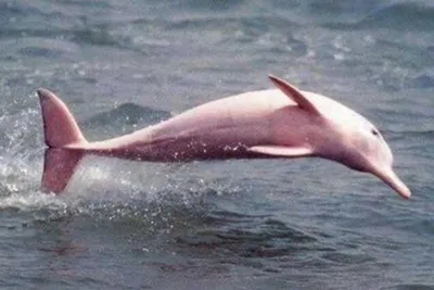 Фольгированный шар \"Дельфин розовый\" - заказать в интернет-магазине  воздушных шаров ФлайСПб