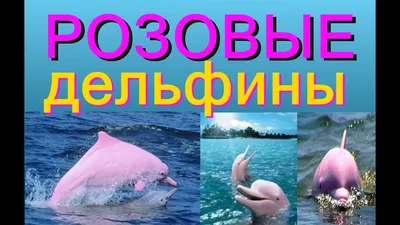 Розовый дельфин :: Svetlana Galvez – Социальная сеть ФотоКто