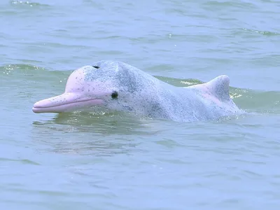 В Америке найден уникальный розовый дельфин: видеофакт - США | Обозреватель