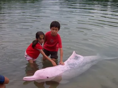Розовый дельфин. | Пикабу