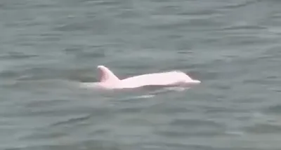 Розовый дельфин плавает в океане | Премиум Фото