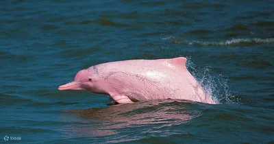 Красивый высший хищник: 10 интересных фактов про розового дельфина