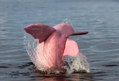 Никогда не видел ничего подобного»: рыбак заметил редчайших розовых  дельфинов (видео)