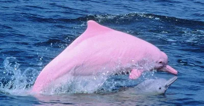 Дельфин Ружэ розовый 30 см, игрушка мягкая АБВГДЕЙКА 5416198 купить в  интернет-магазине Wildberries