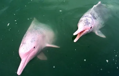 Редчайшего розового дельфина заметили в Мексиканском заливе ⋆ НИА  \"Экология\" ⋆