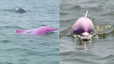 Боуто. Розовый дельфин | Животные мира|Редкие животные | Дзен