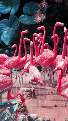 Pin by Anastasiy on обои | Flamingo wallpaper, Pink flamingo wallpaper,  Animal wallpaper