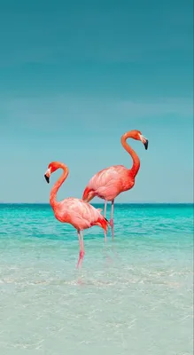 Обои для телефона в HD качестве | Flamingo wallpaper, Flamingo pictures,  Summer wallpaper