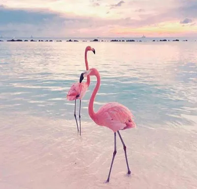 Pin by Carrie Hilbert on Flamingos | Flamingo pictures, Flamingo wallpaper,  Flamingo art