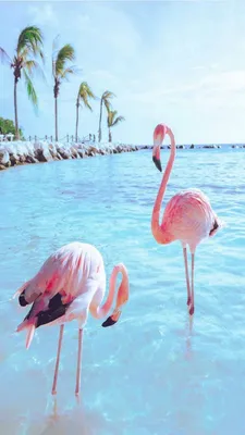 Pin by Pankeawป่านแก้ว on Cute wallpaper | Flamingo pictures, Bird wallpaper,  Pink flamingos