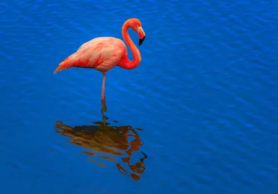 Розовый фламинго + голубое озеро + …» — создано в Шедевруме