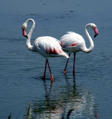 Розовый фламинго птица фото фото