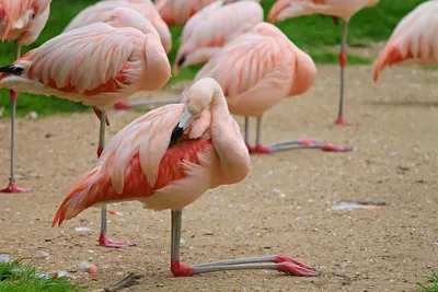 Фламинго Птицы Розовый - Бесплатное фото на Pixabay - Pixabay
