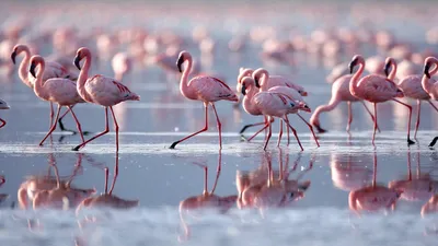 Места обитания розовых фламинго в Казахстане - «Кызылординские Вести»