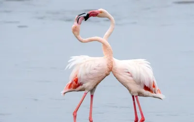 В Тузловских лиманах розовые фламинго впервые дали потомство.