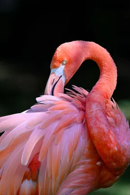Причудливая птица, Розовый фламинго, украшение для дома и сада, круглая  совершенно Великолепная уникальная динамическая вращающаяся птица, круглая  | AliExpress