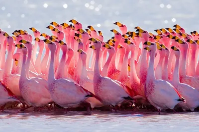 Розовые фламинго более агрессивны, чем белые сородичи | ВЕСТИ