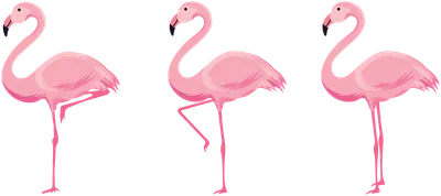 В Украине впервые появились розовые фламинго