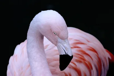 Розовый фламинго в изоляции на белом фоне Красивая птица Стоковое  Изображение - изображение насчитывающей цветасто, вышесказанного: 196812093