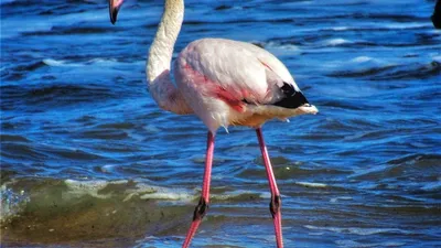 Заблудились: в Херсонскую область прилетели розовые фламинго