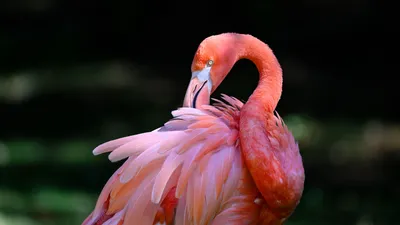 Гиперреализм розовый фламинго, состоит…» — создано в Шедевруме