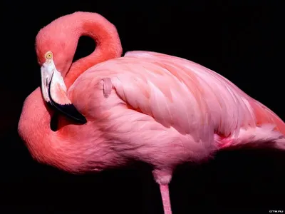 Розовый фламинго | TrueBiology